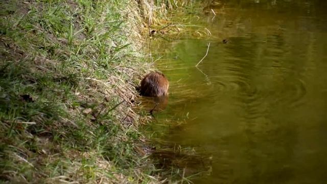 Ондатра среди птиц на озере ?