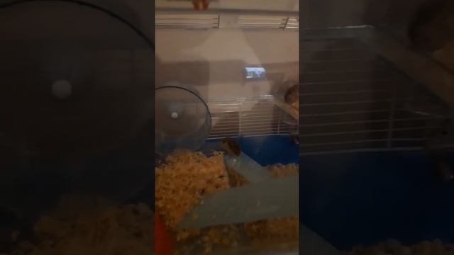 Забавные джунгарики