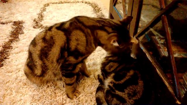 Влюбленные коты смотреть онлайн