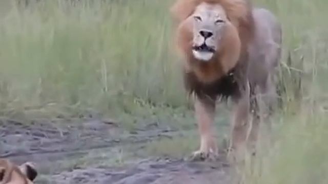 Детеныши льва пытаются реветь, как отец смотреть онлайн
