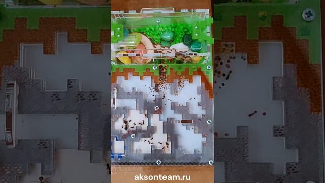 Муравьиная ферма смотреть онлайн