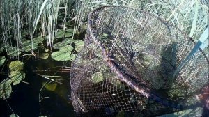 Рыболовная снасть верша в действии.