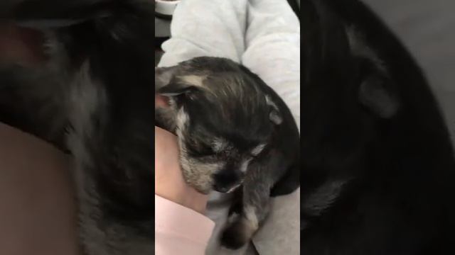 щенки#цвергшнауцер#welpen смотреть онлайн