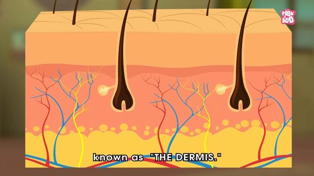 How Your Skin Works? - The Dr. Binocs Show | Best Learning Videos For Kids | Peekaboo Kidz смотреть онлайн
