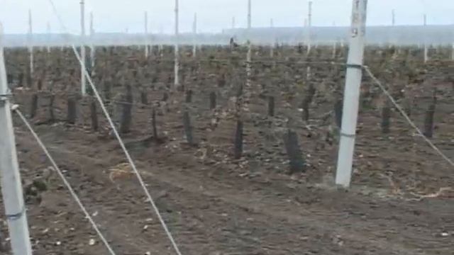 Сельхозфирма «Полюс Агро» активно развивает садоводство смотреть онлайн