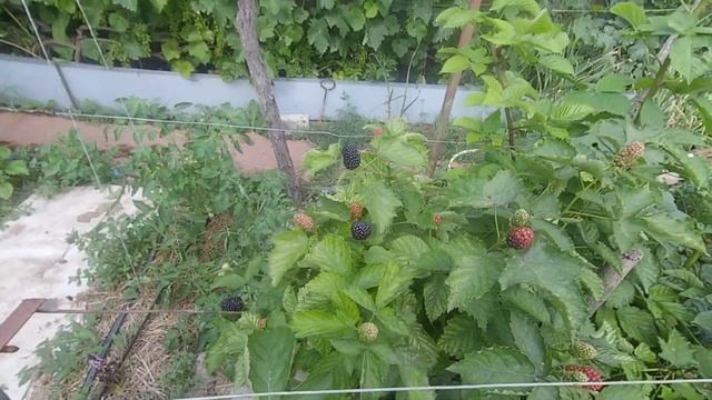 Ежевика Прайм Арк Фридом плодоношение. смотреть онлайн