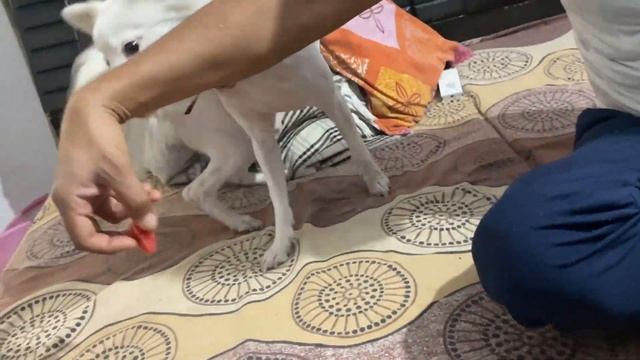 Daisy Ke Birthday Pr Humne Ye Kya Kra ? !! GDS Vlogs смотреть онлайн