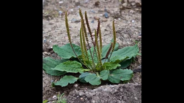 ПОДОРОЖНИК  (PLANTAGO)  сем.  Подорожниковые
