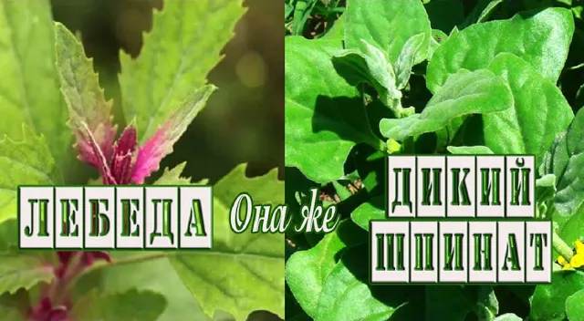 Лебеда съедобный и лекарственный сорняк.