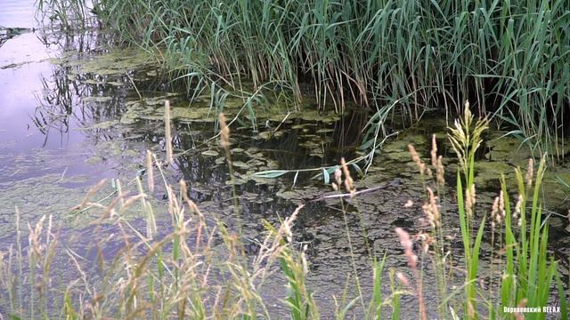 КВАКАНЬЕ ЛЯГУШЕК. Слушать звуки природы 1 час // @ratiana смотреть онлайн