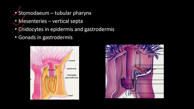 #NaturalScienceAcademy HSA/KTET Class Anthozoa Adamsia смотреть онлайн