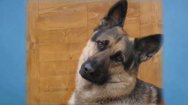 Почему собаки наклоняют голову? смотреть онлайн