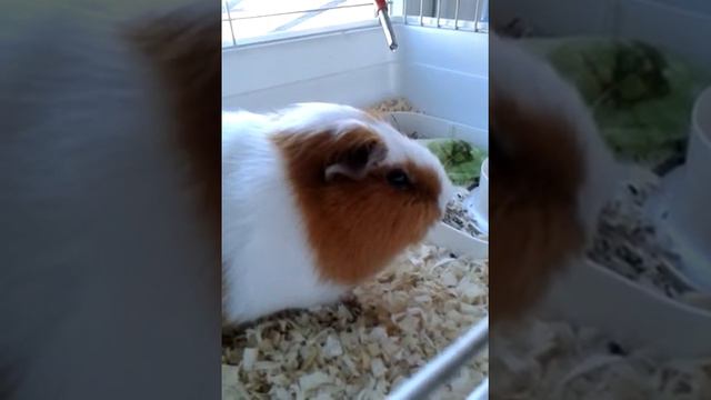 Рыжик упал! волочит лапки! смотреть онлайн