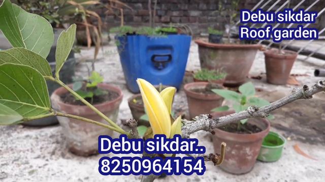 বিদেশি ফলের গাছ কিনতে হলে আজই ফোন করুন-8250964154...online..সমস্ত ফল গাছ পেয়ে যাবেন একটা ফোনেই смотреть онлайн
