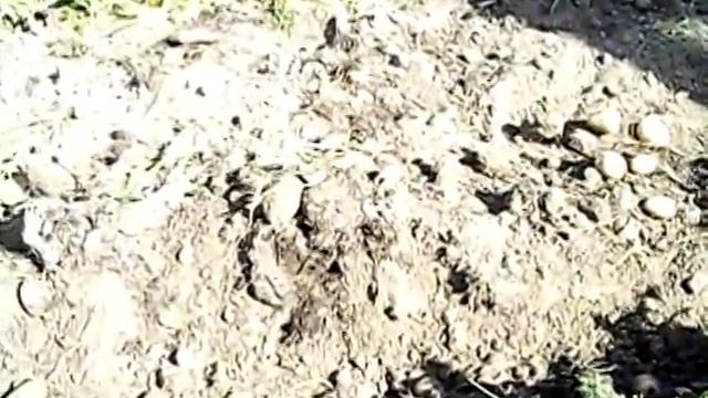 Копка картошки выкапывателем на самодельном минитракторе. смотреть онлайн