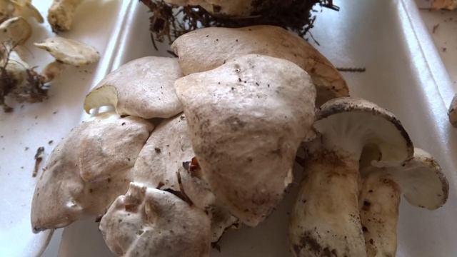 Albatrellus ovinus (Schaeff.) Kotl. & Pouzar čes. krásnopórka mlynářka смотреть онлайн