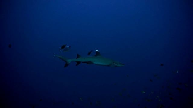 Белоперая рифовая акула. Whitetip reef shark смотреть онлайн