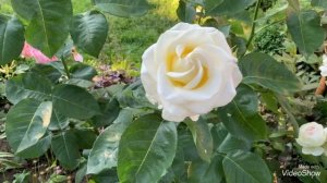 Роза Шопен и Єден роуз( Пьер де Ронсар)- белые розы с разным оттенком.