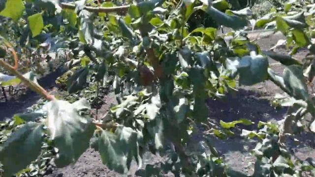 Сад.Отвечаю на вопросы подписчиков... смотреть онлайн