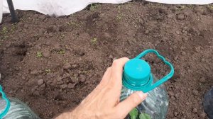 Выращиваю огурцы при помощи пластиковой бутылки