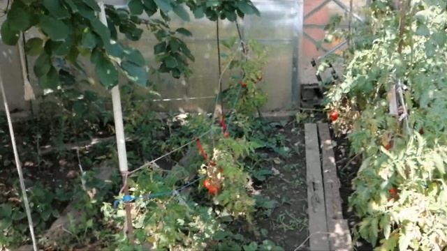 Как бороться со слизнями