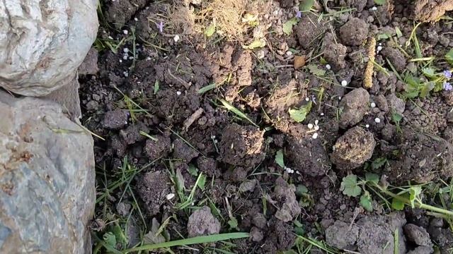 14 мая. Навела красоту, пересадила лилейники на новую клумбу. смотреть онлайн