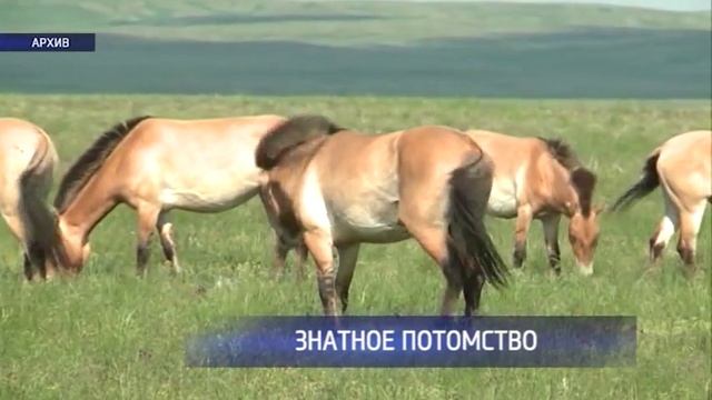 В Оренбургском заповеднике родился первый жеребёнок лошади Пржевальского смотреть онлайн