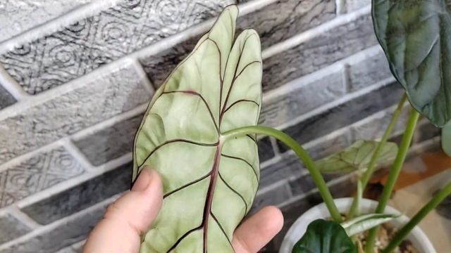 #растения дома#Обзор моей коллекции алоказий#алоказии