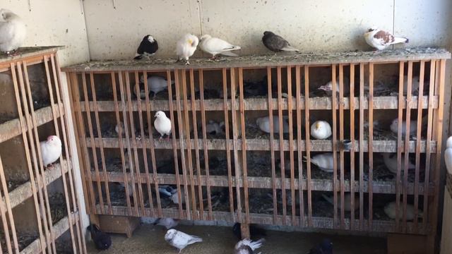 #Pigeons.Милые девочки,девушки, женщины с 8 марта! смотреть онлайн