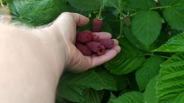 Это,просто СУПЕР- МАЛИНА! смотреть онлайн