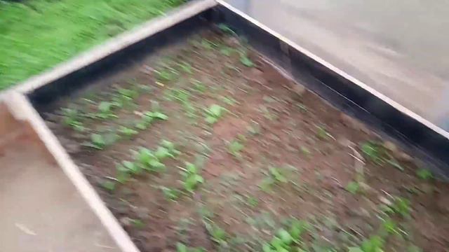 Удобрение BIOBIZZ - Парниковый  период . Продолжаю тестить  ГОЛЛАНДСКУЮ  удобряху😊!