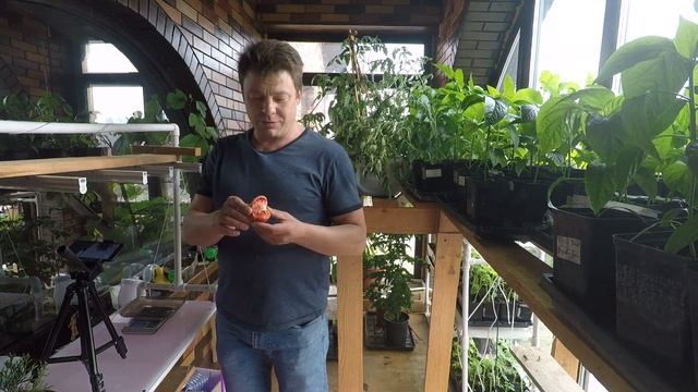 100 дней с сухого семечка до спелого помидора на примере Монгольского карлика смотреть онлайн