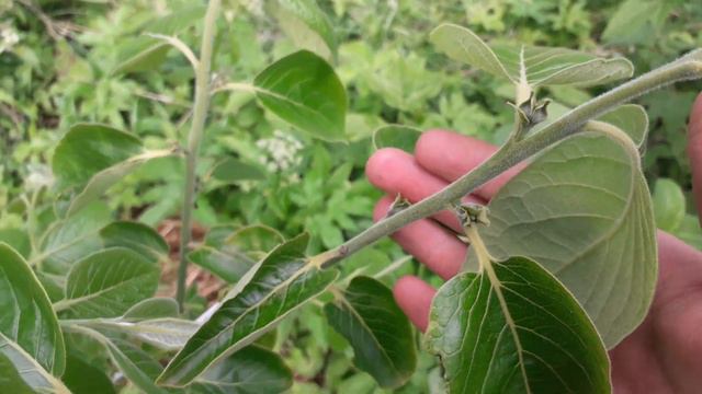 Сім сортів хурми, результати зимівлі. смотреть онлайн