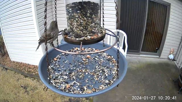 2024/01/27 - Several Black-capped Chickadees doing their grab and go and a House Finch couple смотреть онлайн