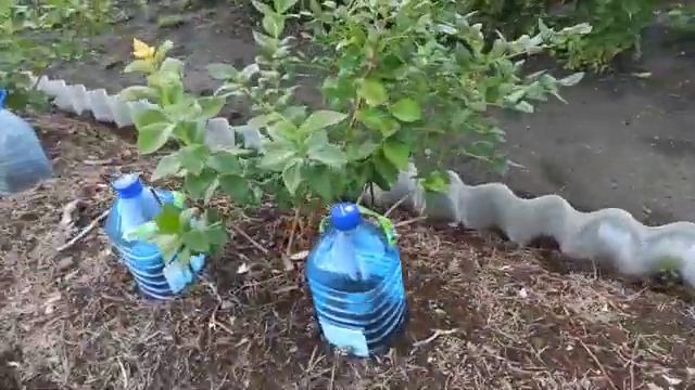 Полив голубики. "Уникальный". ? смотреть онлайн