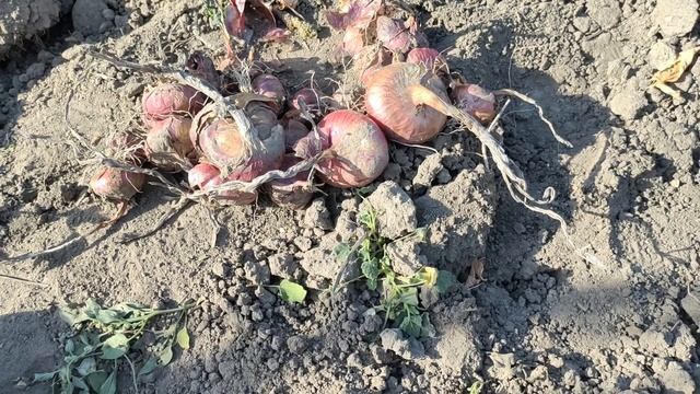 Ялтинский лук вырощен не в Ялте Неуспешный опыт Кримский лук на огороде Сельская жизнь смотреть онлайн