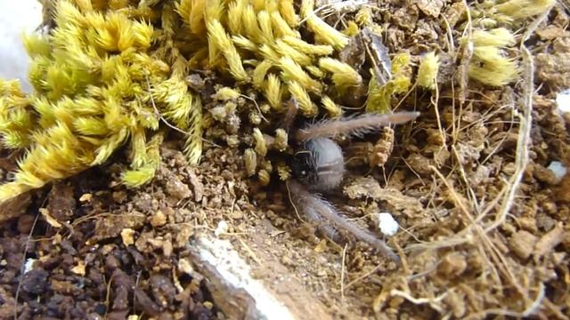 Theraphosinae sp panama смотреть онлайн
