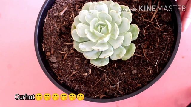SUKULEN ECHEVERIA ELEGANS смотреть онлайн