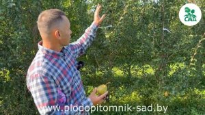 Груша сорт Гера. Позднезимний урожайный сорт, устойчивый к основным заболеваниям.