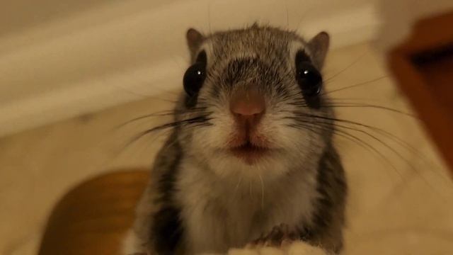 Жизнь дома обыкновенной БЕЛКИ-ЛЕТЯГИ ! FLYING SQUIRREL ! 飞鼠 ! смотреть онлайн