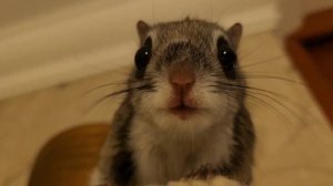 Жизнь дома  обыкновенной БЕЛКИ-ЛЕТЯГИ !  FLYING SQUIRREL ! 飞鼠 !