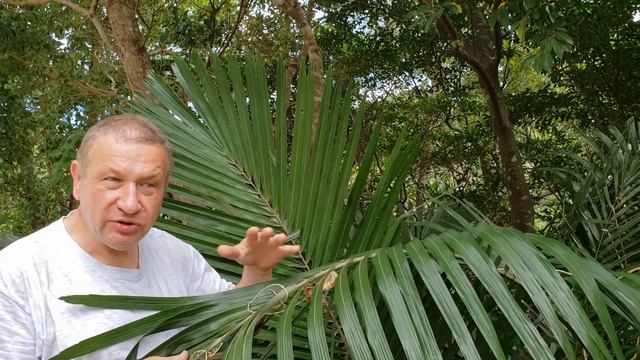 Little sugar palm смотреть онлайн