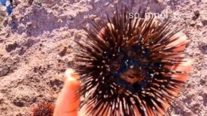 Морские ежи / Интересные факты