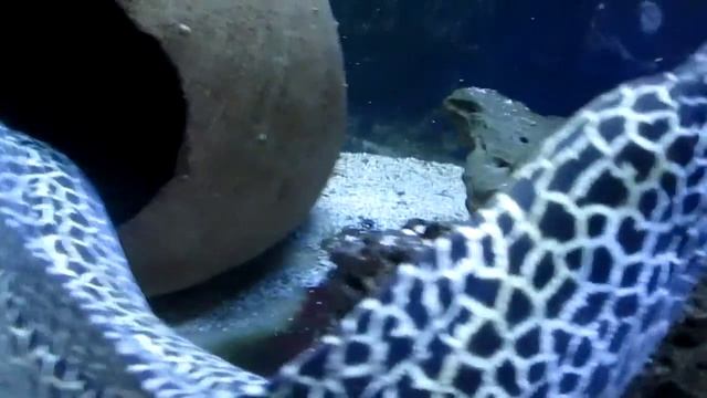 Морской зоопарк в Мацесте, леопардовая мурена смотреть онлайн