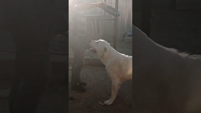 алабай и пуллер среднеазиатская овчарка смотреть онлайн