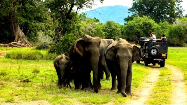 {केरला यात्रा} Kerala Complete Tour Guide | Kerala Budget Trip Plan | Kochi Thekkady Alleppey Trip. смотреть онлайн