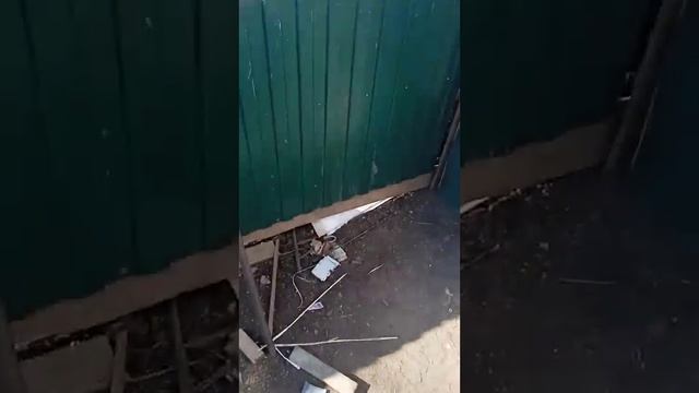 Вело боевая классика: Самокат сломался!!!!! Соревнования с запором и великом отменяются... смотреть онлайн