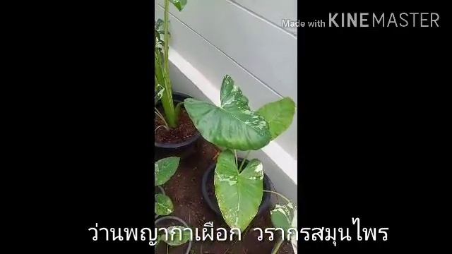 ว่านพญากาเผือก บอนกระดาดด่าง ชื่อวิทย์: Alocasia Macrorrhizos (L.) G.Don ชื่อวงศ์: ARACEAE