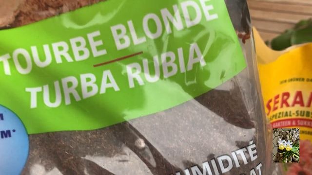 Пересаживаем эпифиллум. Какой нужен для него грунт. Epiphyllum chrysocardium смотреть онлайн