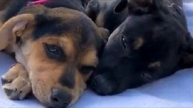 Когда люди открыли эту коробку, у них побежали мурашки по всему телу! смотреть онлайн